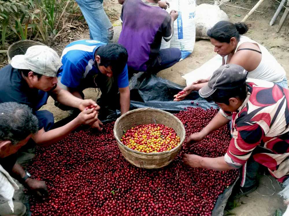مزرعه قهوه السالوادور