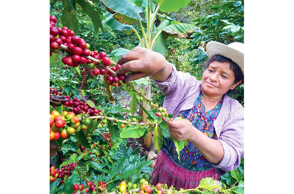 مزرعه قهوه محلی در گواتمالا