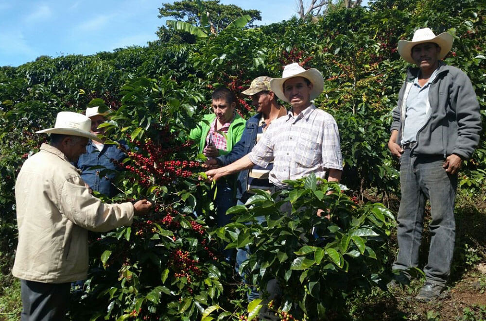 مزرعه قهوه در هندوراس
