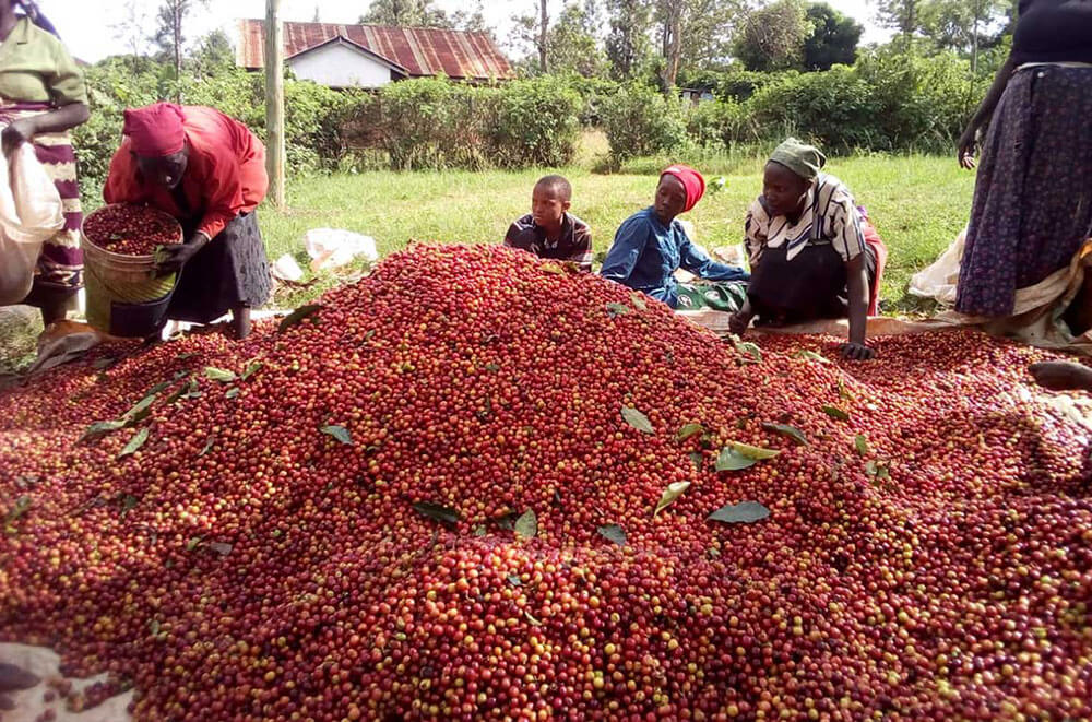 یک مزرعه قهوه در کنیا