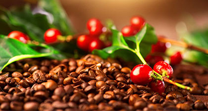 انواع دانه قهوه در عطر و طعم قهوه